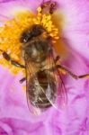 European Honey Bee (apis Mellifera) Stock Photo