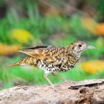 White Thrush Stock Photo