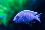 Electric Blue Cichlid Stock Photo