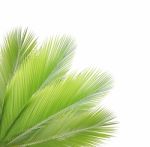 Coconut Leaf Isolated On White Background Stock Photo