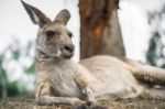 Kangaroo Outside During The Day Stock Photo