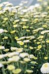 White Chrysanthemum Morifolium Flowers Garden Stock Photo