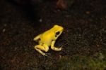 Dart Frog Stock Photo