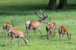 Herd Of Red Deer (cervus Elaphus) Stock Photo