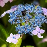 Bee On A Blue Lacecap Hydrangea Stock Photo