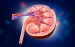 3d Digital Illustration Of  A Human Kidney Cross Section  Stock Photo