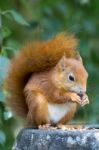 Eurasian Red Squirrel (sciurus Vulgaris) Stock Photo