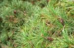 Pine Branch With Cone Closeup Stock Photo