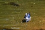 Fuengirola, Andalucia/spain - July 4 : Knob-billed Duck (sarkidi Stock Photo