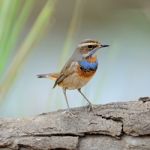 Male Bluethroat Stock Photo