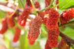 Red Mulberries On The Branch Stock Photo