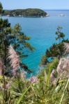 Pampas Grass Along The Coromandel Coastline Stock Photo