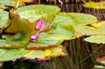 Water Lilly Flower Stock Photo