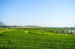 Landscape Of Tea Plantation, Green Field Stock Photo