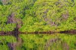 Lagoon On Santa Cruz Island In Galapagos Stock Photo