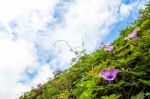 Purple Flowers Of Ivy Plant And Blue Sky Stock Photo