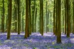 Bluebells In Wepham Wood Stock Photo