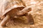 Giant Turtle In Galapagos Stock Photo