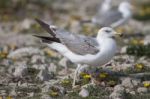 Young Seagulls Near The Cliffs Stock Photo