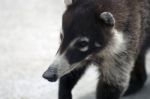 White-nosed Coati Stock Photo