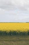 Field Of Canola Plants Stock Photo