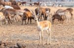 Brown Male Impala Stock Photo