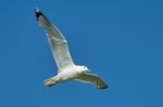 Seagull In Flight Stock Photo