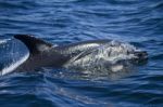 Wild Dolphins Stock Photo