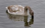 Postcard With A Trumpeter Swan Drinking Water Stock Photo