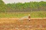 Agriculture Stock Photo