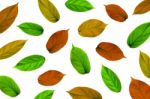 Background By Green Leaves, Orange Leaves And Yellow Leaves On White Background For Isolated Stock Photo