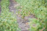 Cotton Field In Oakey Stock Photo