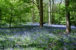 Bluebells In Staffhurst Woods Near Oxted Surrey Stock Photo