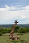 Giraffe Stock Photo