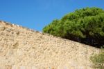 Ancient Ruins Detail With Gorgeous Tree Stock Photo