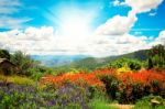 Beautiful Views Flower Stock Photo