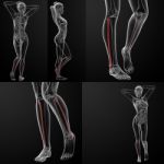 3d Rendering Illustration Of The Female Fibular Bone Stock Photo