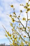 Blooming Hazel Shrub With Yellow Flowers In Winter Stock Photo