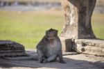 Long-tailed Macaque Monkey Sitting On Ancient Ruins Of Angkor Wa Stock Photo