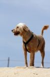 Dog On Beach Stock Photo