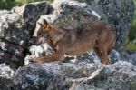 The Iberian Wolf Stock Photo