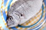 Gilt-head Bream Fish Stock Photo