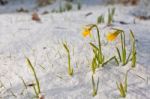 Daffodil Blooming Through The Snow Stock Photo