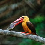 Male Brown-winged Kingfisher Stock Photo