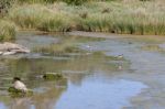 Black-winged Stilt, Common Stilt, Or Pied Stilt (himantopus Hima Stock Photo