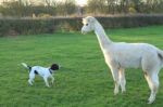 Dog And Alpaca Stock Photo