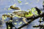 Marsh Frog Stock Photo