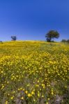 Hill Of Yellow Marigold Flowers Stock Photo