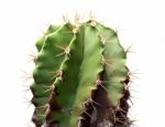 Cactus Stock Photo