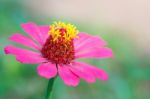 Pink Flower Stock Photo